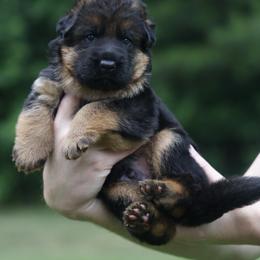 Elio - Black and red male German Shepherd puppy in Apex, North Carolina from Milestone GSDs