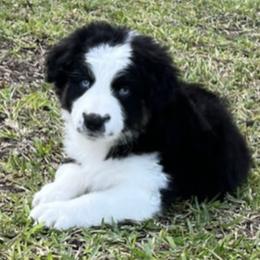 Australian Shepherd Puppies from Storm and Sage Australian Shepherds