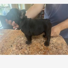 French Bulldog Puppies from Debbie Beck