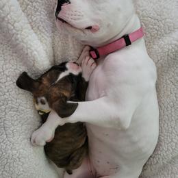 Boxer Puppies from Keen Boxers