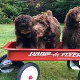 Australian Labradoodles from Happy Labradoodle