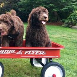 Australian Labradoodles from Happy Labradoodle