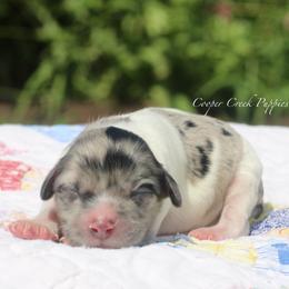 Hampton - Merle male Bernedoodle puppy in Lowry City, Missouri from Cooper Creek Puppies