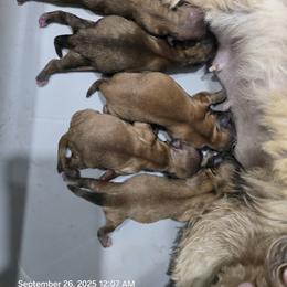 Shih Tzu Puppies from Borderland's Kennel