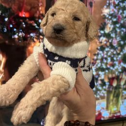 Amor - Apricot male Poodle puppy in Mobile, Alabama from Semmy’s Standard Poodle LLC