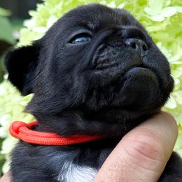 Coral Collar - Brindle female French Bulldog puppy in Peachtree City, Georgia from Eastham’s  Open French Bulldogs