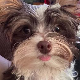 Yorkshire Terrier Puppies from Thankuyorkies