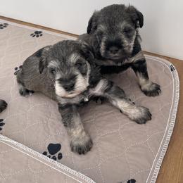 Miniature Schnauzer Puppies from Sue’s Miniature Schnauzers