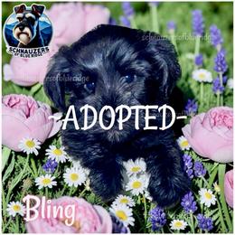 Bling - Black male Miniature Schnauzer puppy in Spruce Pine, North Carolina from Schnauzers of Blue Ridge