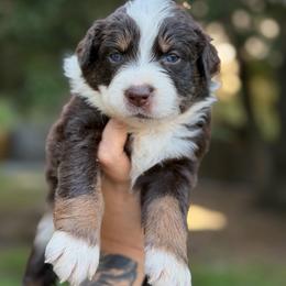 Star AKC - Red tri-color female Australian Shepherd puppy in Polk City, Florida from Skaky Shepherds