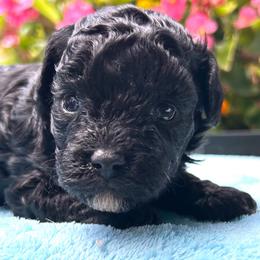 Bixby - Black male Poodle puppy in Columbus, Mississippi from Rocky Road Kennel