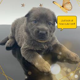 German Shepherd Puppies from Devon Rugerio's German Shepherds