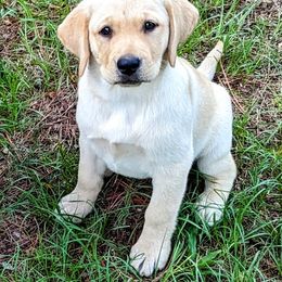 Labrador Retriever Puppies from Labradors Forever