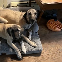 Kangals from Berecz Hollow Farm LLC