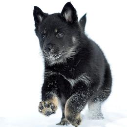 Red Boy - Korppi - Black and tan male Lapponian Herder puppy in Prattsburgh, New York from Maalattu Koirankoppi Lapponian Herders