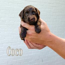 Coco (Pink Collar) - Chocolate female Goldendoodle puppy in Bell Buckle, Tennessee from Precious Puptown Doodles