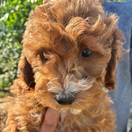 Eeyor - Buff and white male Cockapoo puppy in Adrian, Oregon from ApplebyFarm