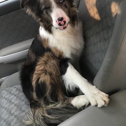 Border Collie Puppies from Burke BC’s
