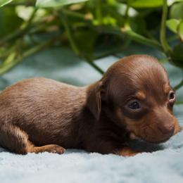 Peanut (runt) - Chocolate and tan female Dachshund puppy in Midland, Texas from The Barefield Doxies