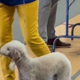 Bedlington Terriers from Barbos Heart