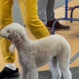 Bedlington Terriers from Barbos Heart