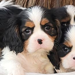 Oliver - Tri-color male Cavalier King Charles Spaniel puppy in Los Lunas, New Mexico from Kiddle's Cavaliers