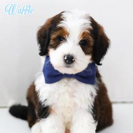 Waffle - Sable male Bernedoodle puppy in Diamond Bar, California from Furrytaildoodles
