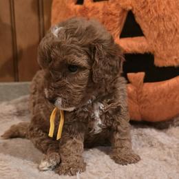 Bernedoodle and Goldendoodle Puppies from 4goldendoodles
