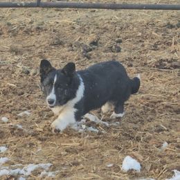 Hershey 🍫 - Cardigan Welsh Corgi puppy from Cardigan Corgi Cuties 💓