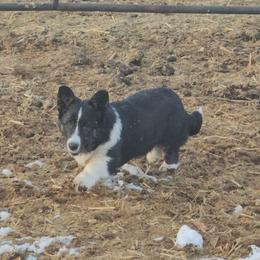 Hershey 🍫 - Cardigan Welsh Corgi puppy from Cardigan Corgi Cuties 💓