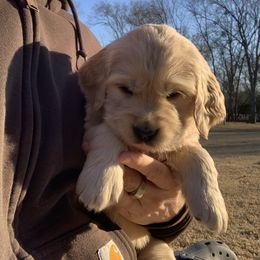Golden Retriever Puppies from Daniel Ranch Golden Retrievers