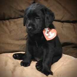 Labrador Retriever Puppies from Young’s Legacy Labradors