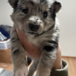 Pomsky Puppies from Michelle's Pomskies