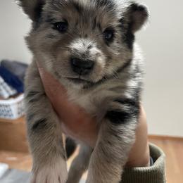 Pomsky Puppies from Michelle's Pomskies