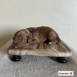 Cupcake - Red  female Goldendoodle puppy in Crothersville, Indiana from Wischmeier’s Doodles