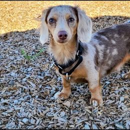 Cali - Dachshund