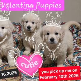 Julet - Light golden female Golden Retriever puppy in Marysville, Washington from Alpine Valley Ranch-European English Cream Golden Retriever