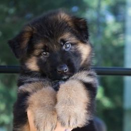 Farah - Black and red female German Shepherd puppy in Canton, Texas from WILDWOOD GERMAN SHEPHERDS