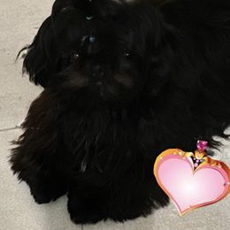 TESSA - Shih Tzu