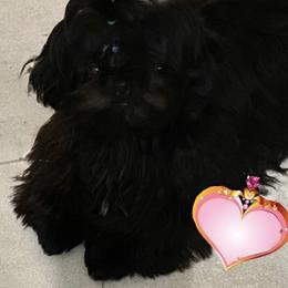 TESSA - Shih Tzu