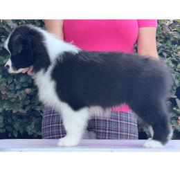 Coal - Black male Border Collie puppy in Dunn, North Carolina from Coylety Border Collies