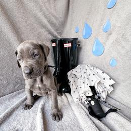 Rhiannon - Blue female Great Dane puppy in Climax, Michigan from Beaver Creek Danes