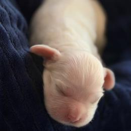 Red and white male 1 - Red and white male Cocker Spaniel puppy in Yuma, Arizona from Retrograde Kennels