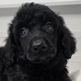 Augusta - Black male Poodle puppy in Conroe, Texas from Pear house farm
