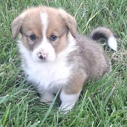 Wrangler - Red male Pembroke Welsh Corgi puppy in Hillsville, Virginia from Bonderosa Kennels