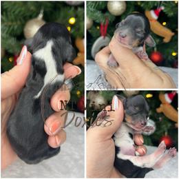 Twinkle - Piebald female Dachshund puppy in Payette, Idaho from NT Mini Doxies