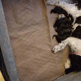 Australian Labradoodle Puppies from Whimsical Australian Labradoodles