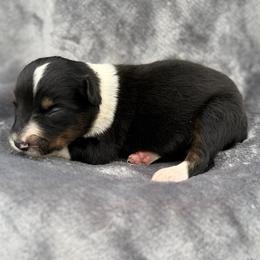 Drake - Black tri male Toy Australian Shepherd puppy in Ambrose, Georgia from Brandilyn's Aussies
