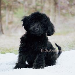 Blue collar - Black and tan male Cockapoo puppy in Missoula, Montana from Big Sky Cockapoos