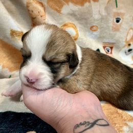 Girl 6 - Red female Pembroke Welsh Corgi puppy in Thornton, New Hampshire from Dinger’s Dogs